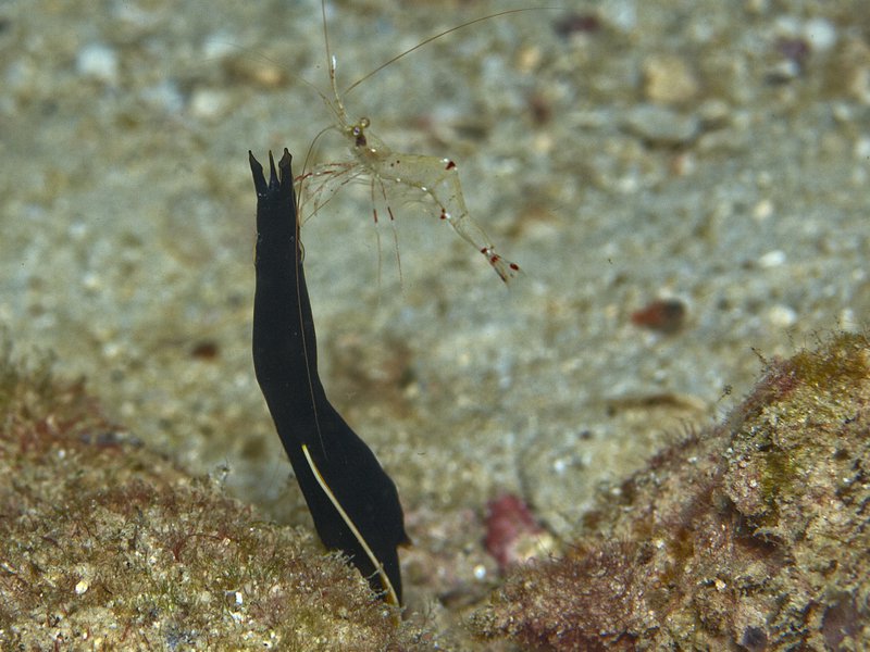 Shrimp, House Reef, Ribbon Eel
        (juvenile)